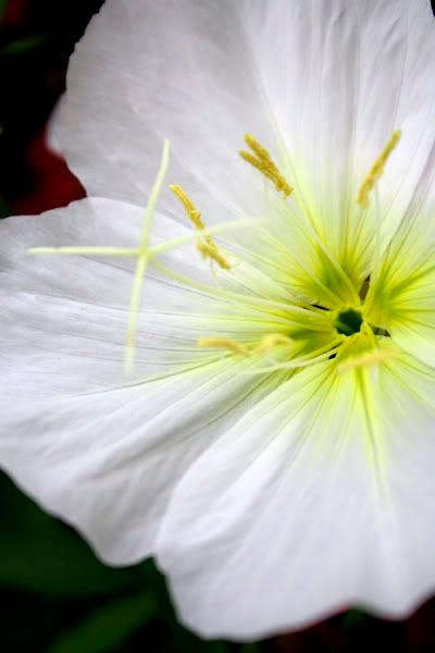 evening primrose