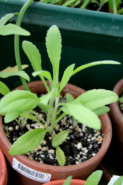 gaillardia razzle dazzle