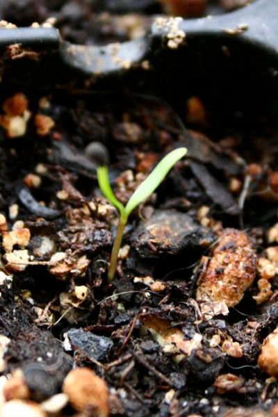 rock soapwort