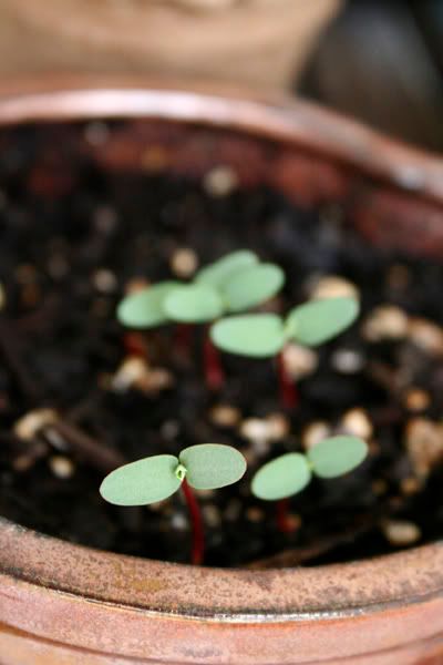 myrtle spurge