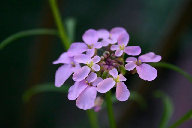 candytuft