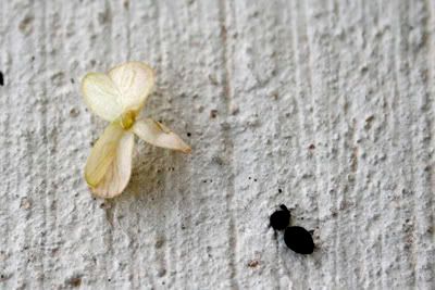 grape hyacinth seeds