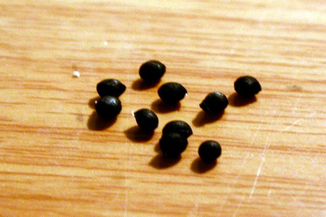 grape hyacinth seeds