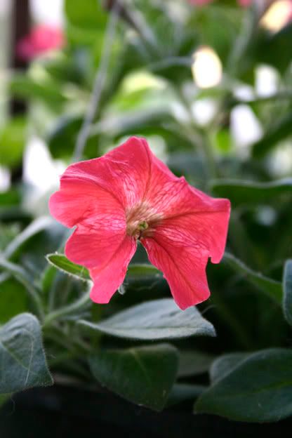 red petunia