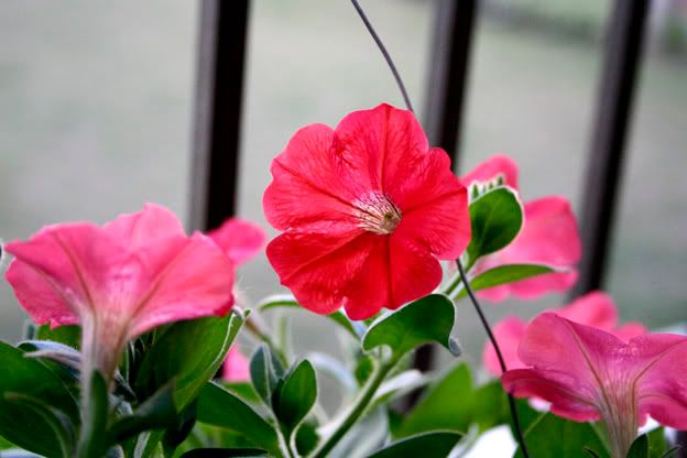 red petunia