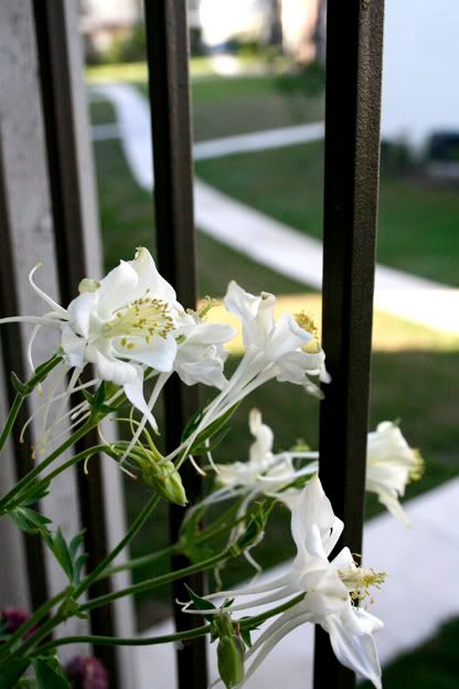 white columbine