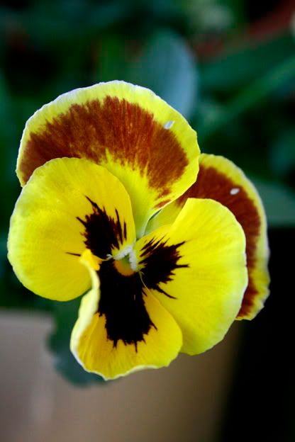 pansy