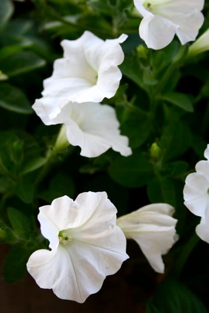 white petunias