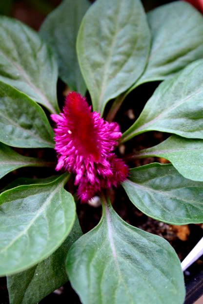 celosia