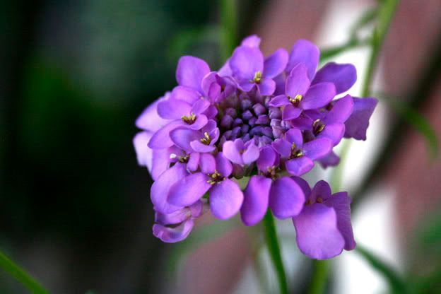 candytuft