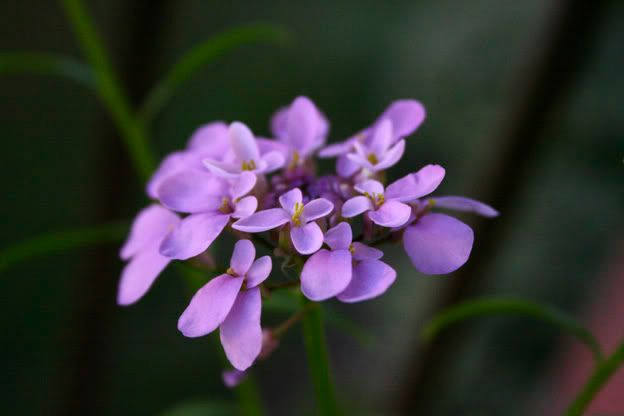 candytuft