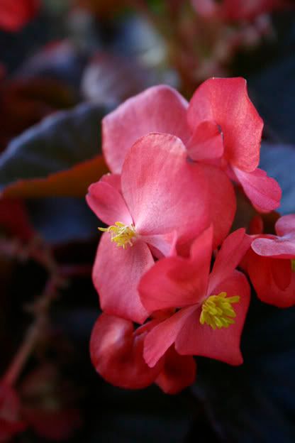 cocktail vodka begonia