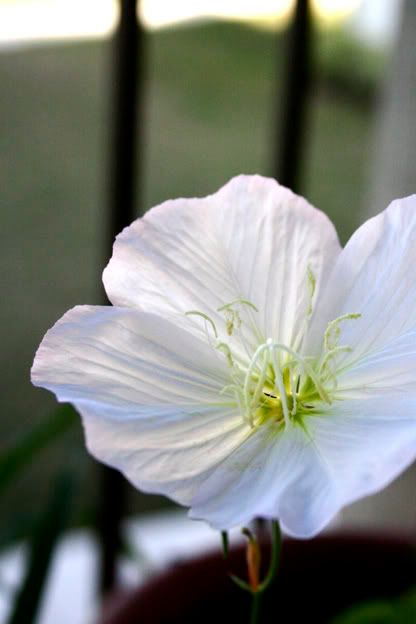 evening primrose