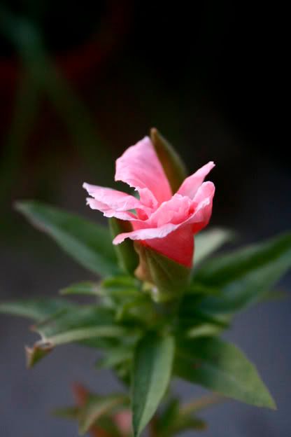 godetia bud