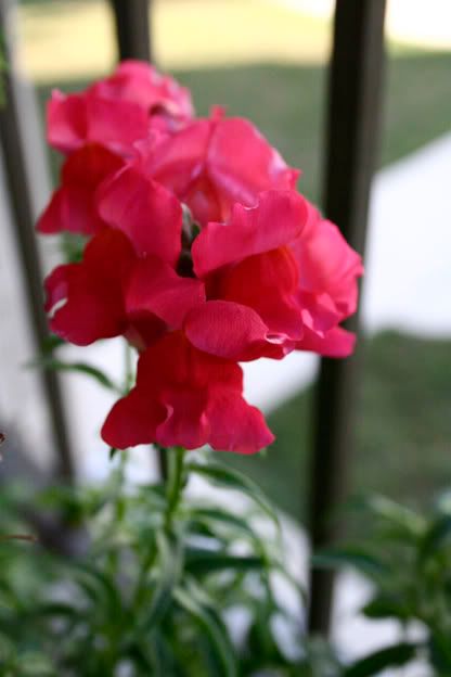 snapdragon