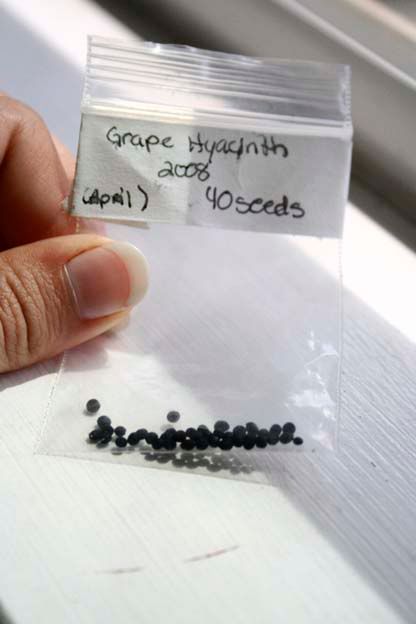 grape hyacinth seeds