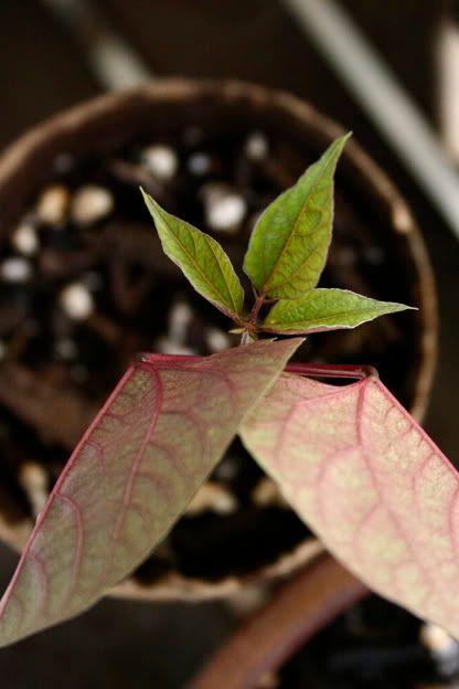 hyacinth bean vine