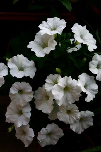 white petunias