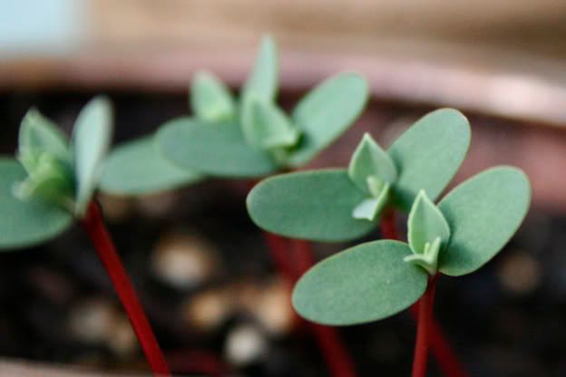 myrtle spurge