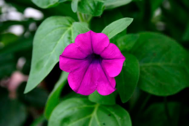 laura bush petunia