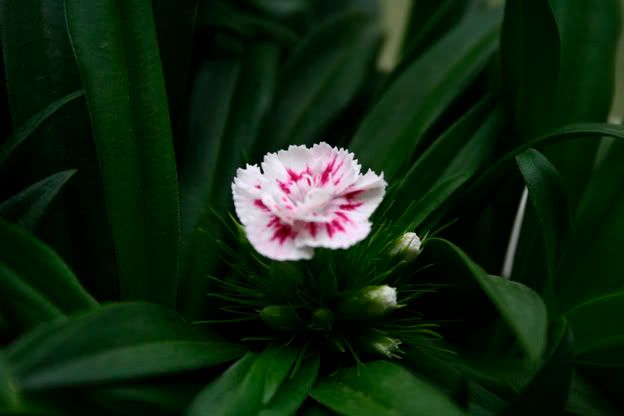 sweet william pinnocho