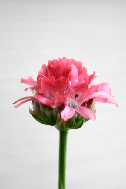 armeria