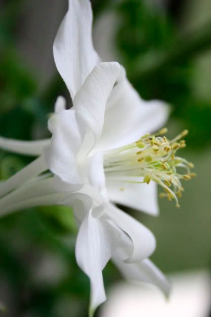 columbine