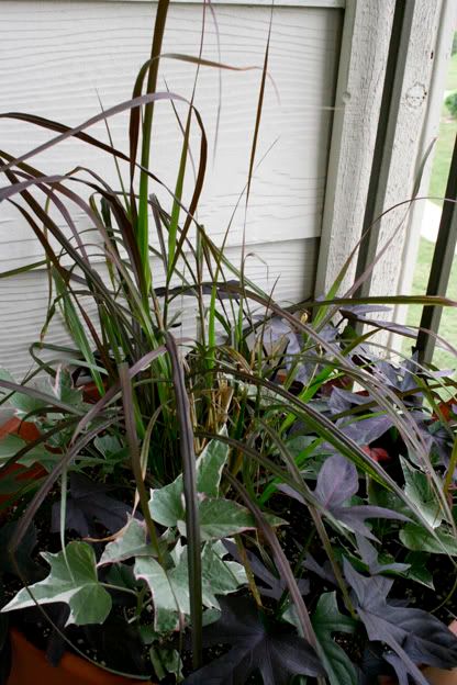 potatovine, grass container