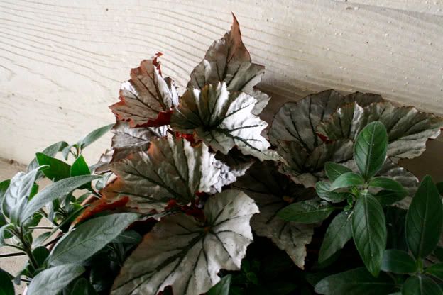 rex begonia and ruellia