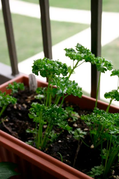 big mountain parsley