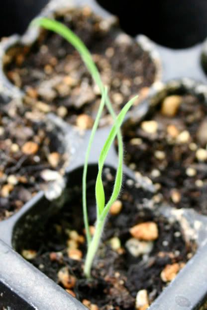 bunny tails grass