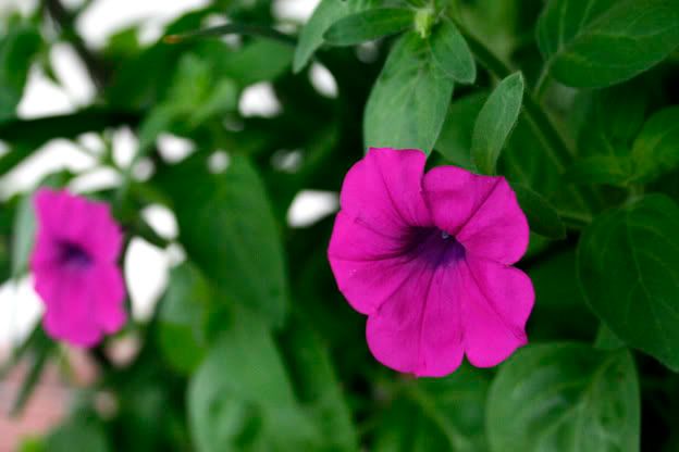 Laura Bush Petunias