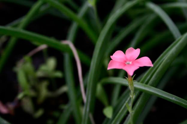 Phlox of Sheep Pink