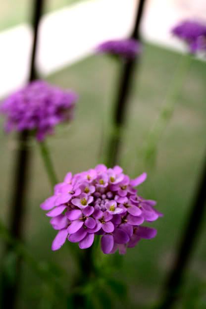 Candytuft