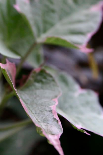 variegated sweet potato