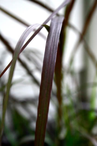 purple fountain grass