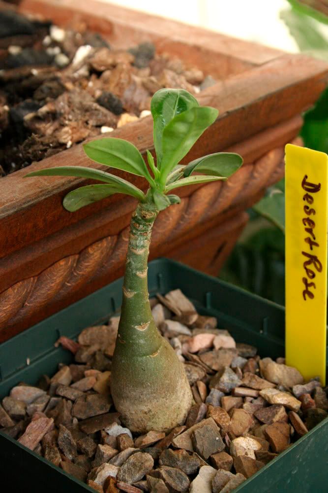 Adenium Obesum