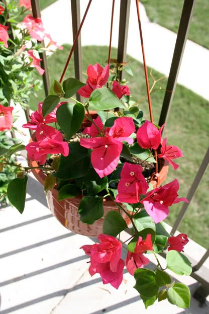 bougainvillea