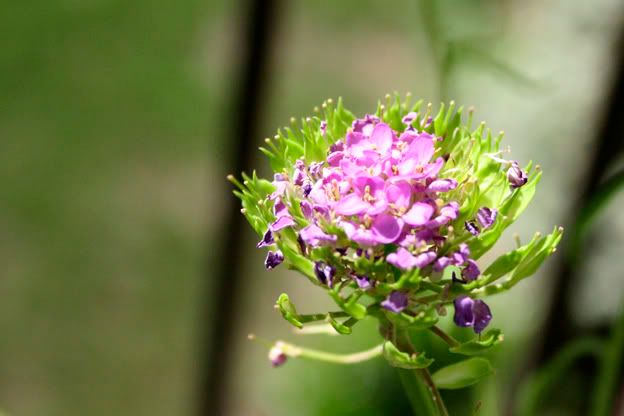 candytuft going to seed