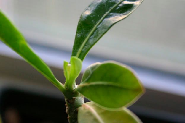 desert rose new leaves