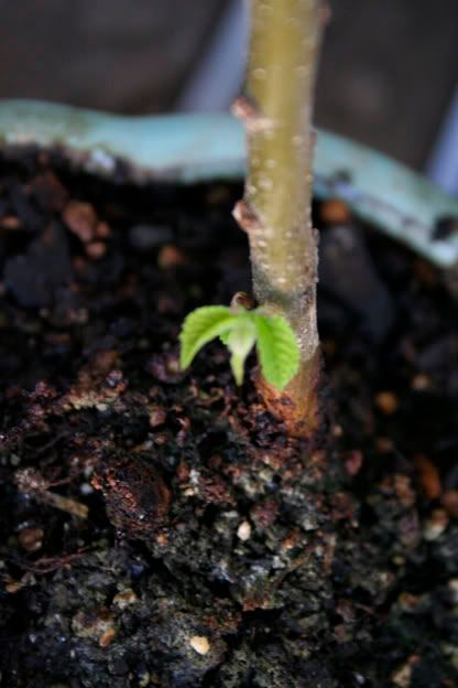 hillier elm growth