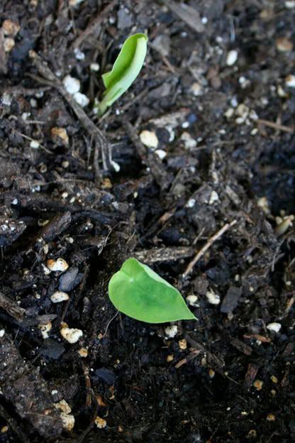 caladium