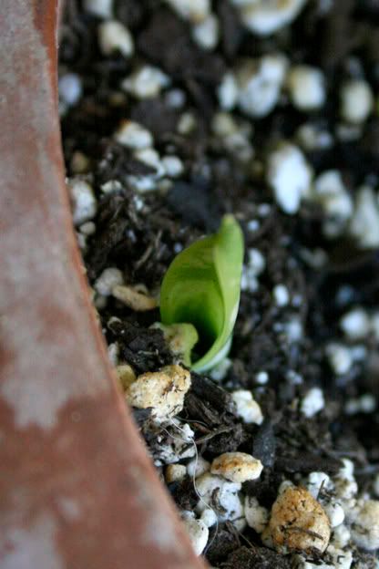 snake plant baby