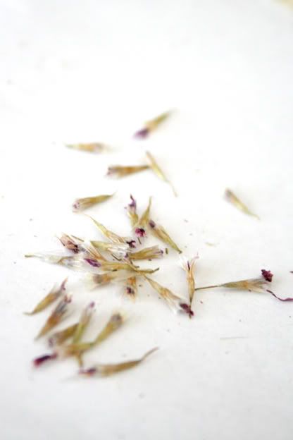 armeria seeds