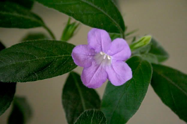 creeping ruellia