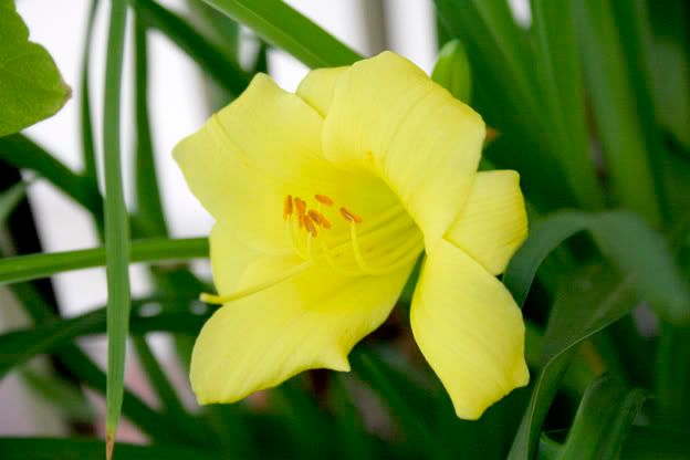 Cold Harbor Daylily