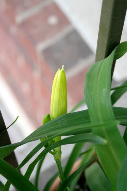 Cold Harbor Daylily Bud