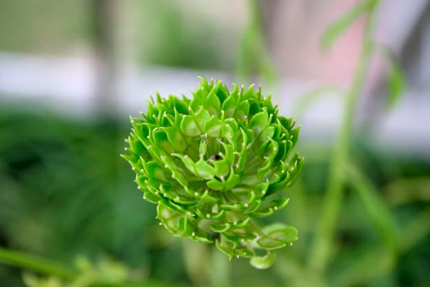 candytuft seed pods