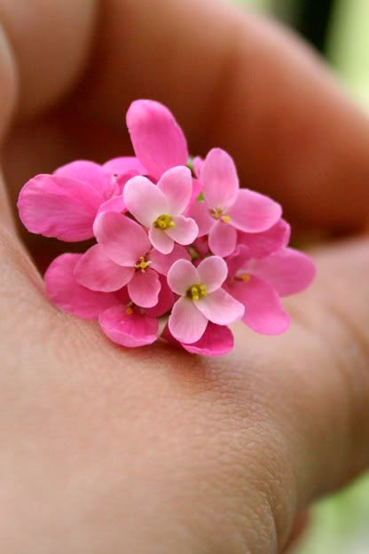 Pink Candytuft