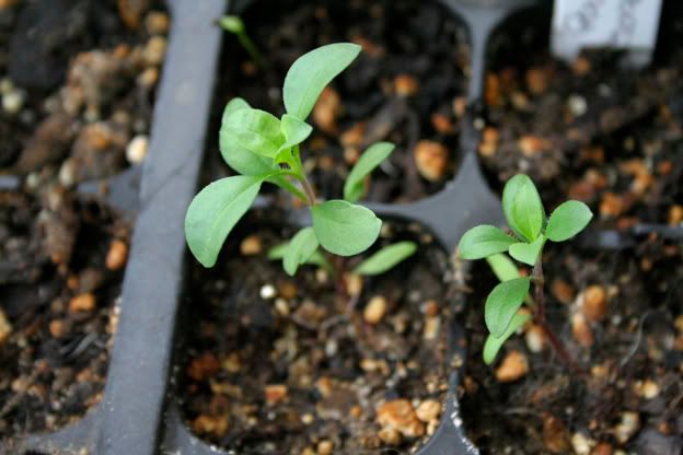 rock soapwort seedlings